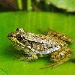 Водоем, в котором полно жаб и лягушек