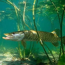 Водоем, где много щук