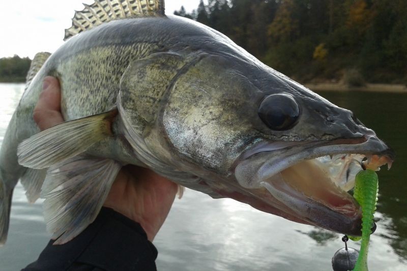Особенности и ньюансы ловли судака на джиг