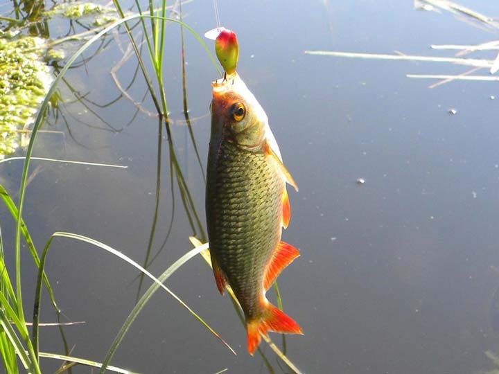 Прикормка для красноперки своими руками