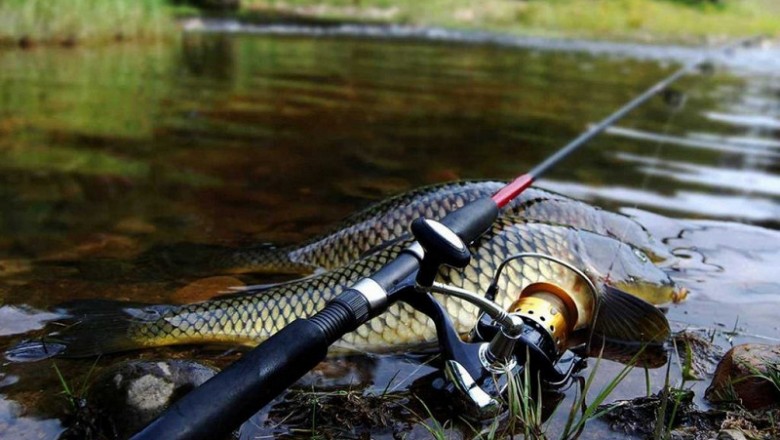 Выбираем идеальную прикормку для речной рыбы