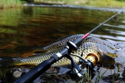 Выбираем идеальную прикормку для речной рыбы