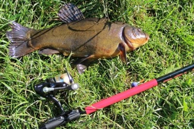 Секреты ловли линя