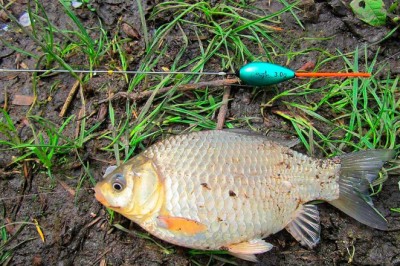 Особенности ловли карася поплавочной удочкой