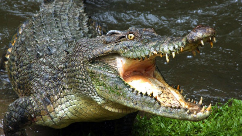 Улицы мексиканских городов заполонили крокодилы